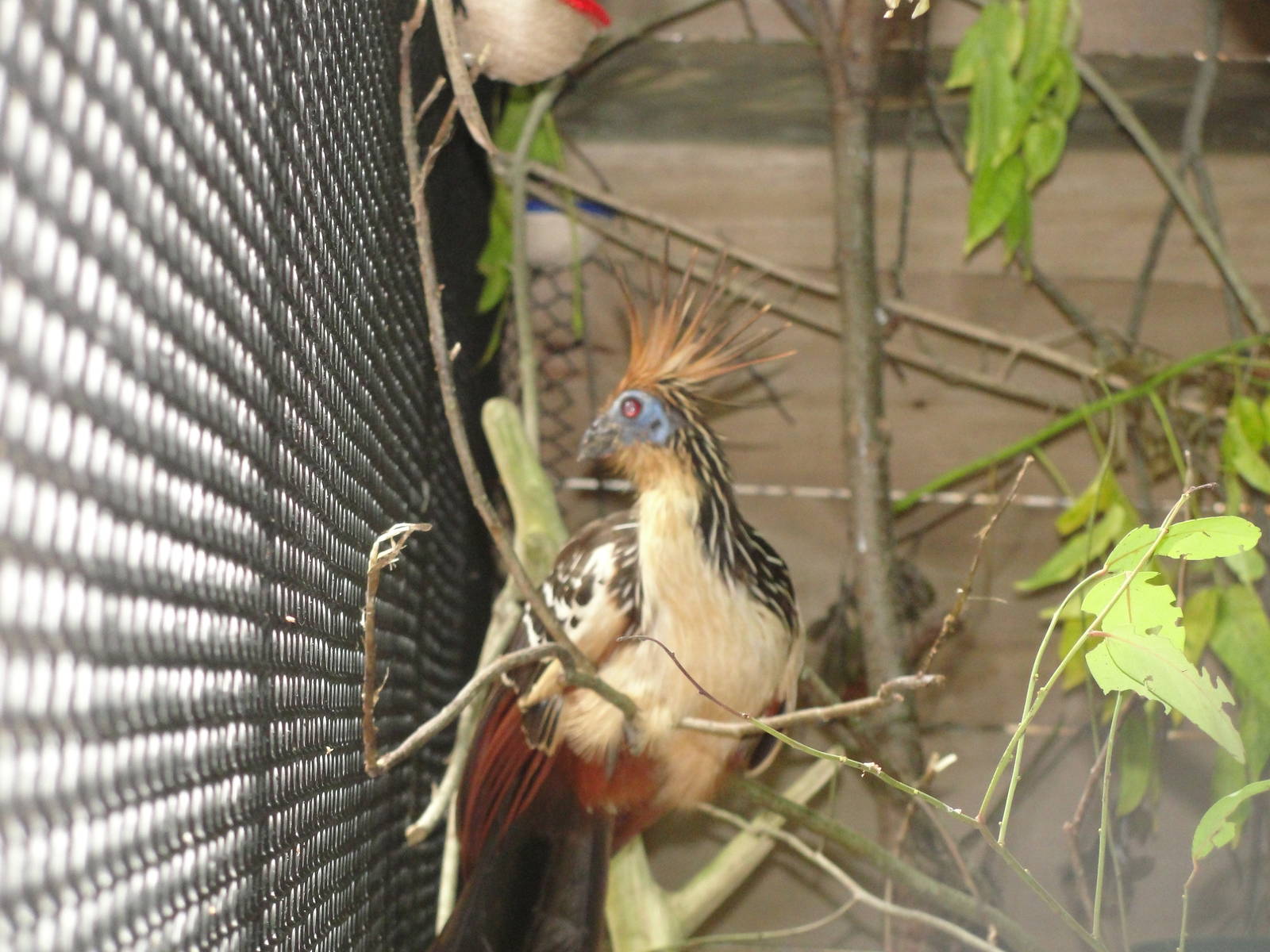 Hoatzin (Opisthocomus hoazin)