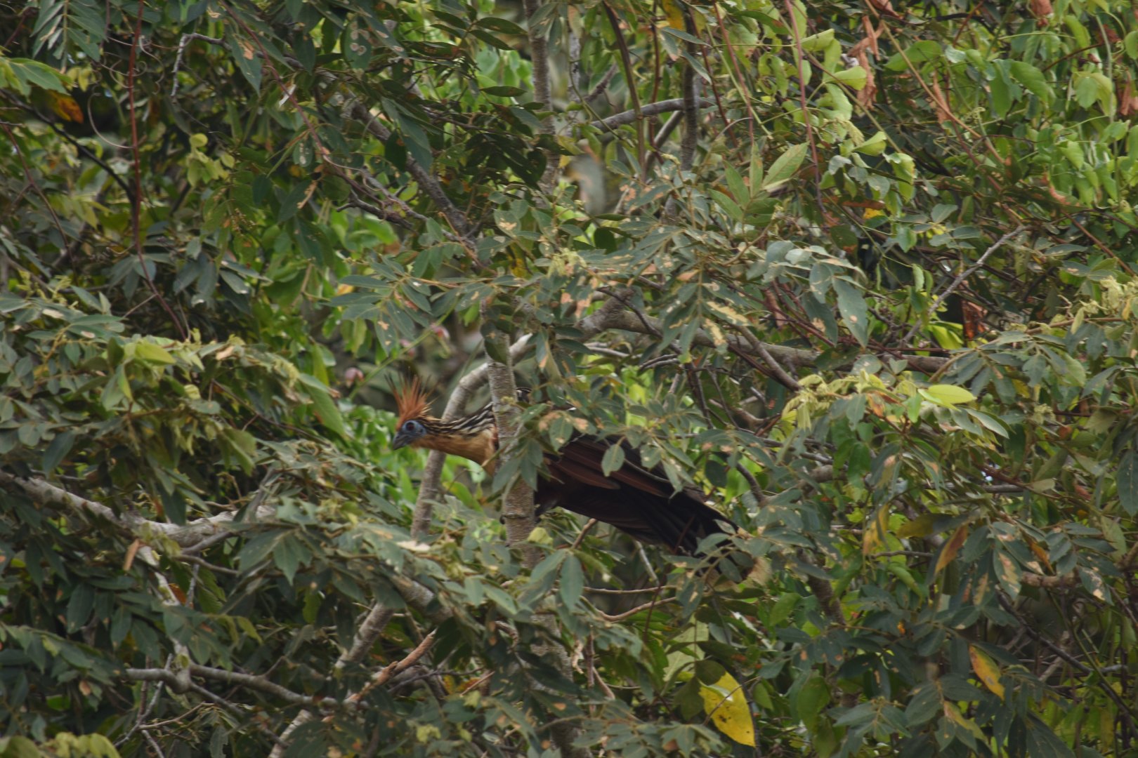 Hoatzin (Opisthocomus hoazin)