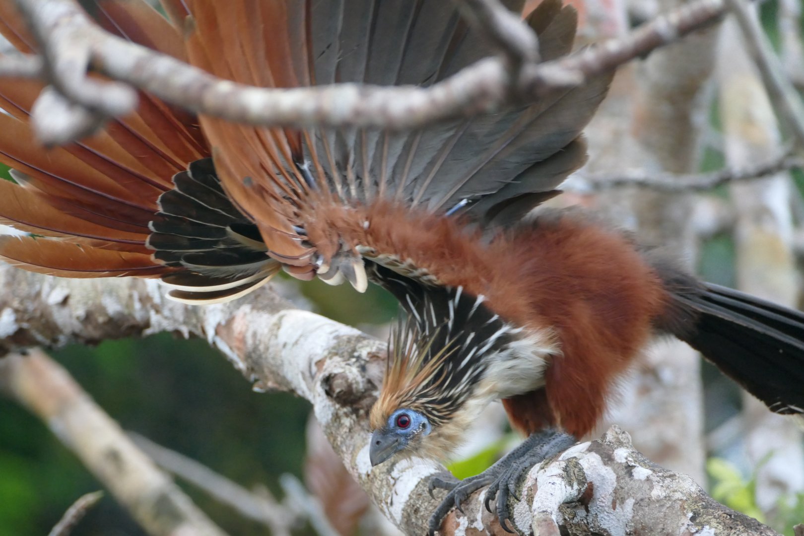 Hoatzin waving
