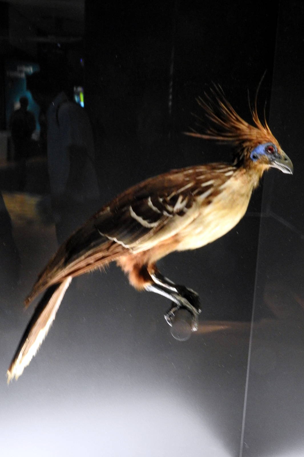 Hoatzin