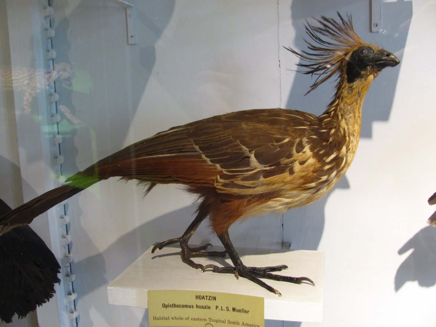Hoatzin