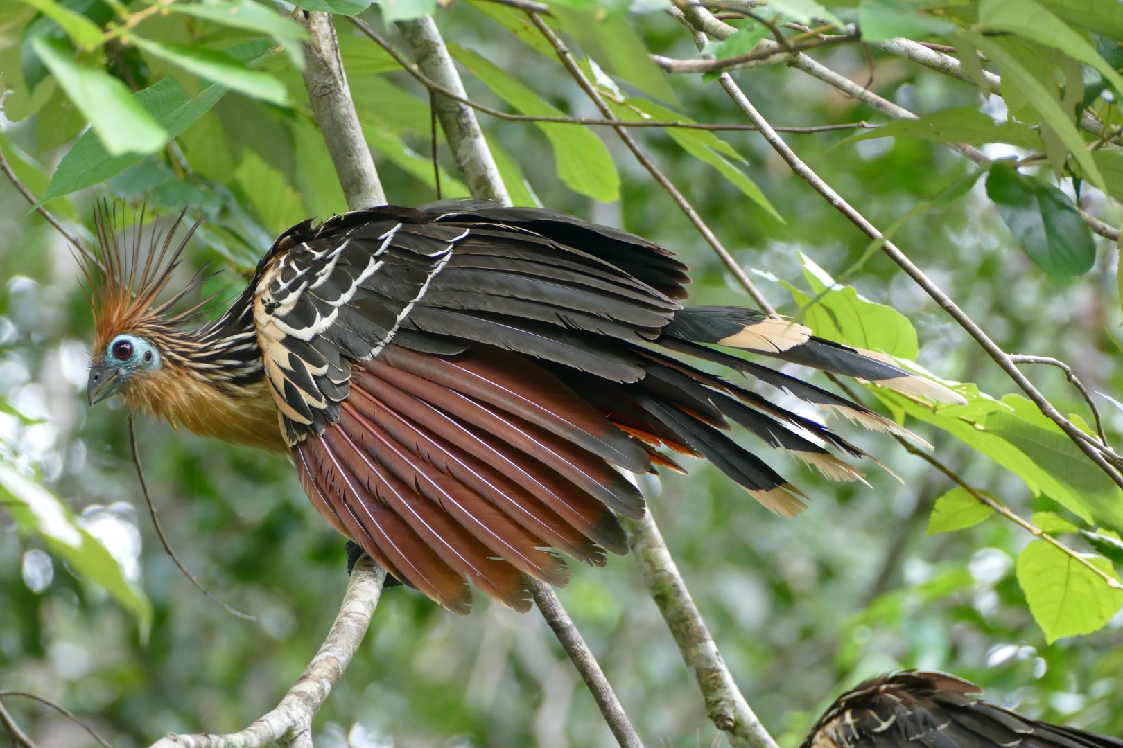 Hoatzin