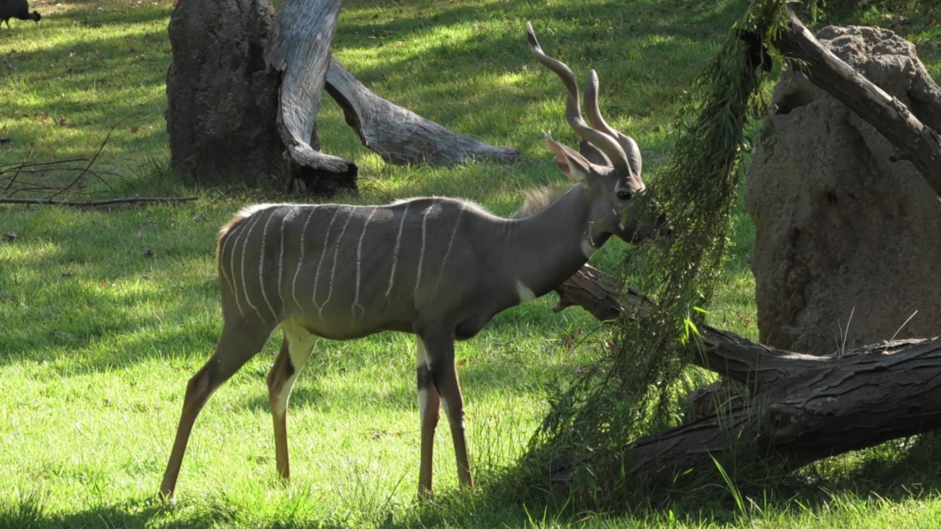 Hobbs the kudu