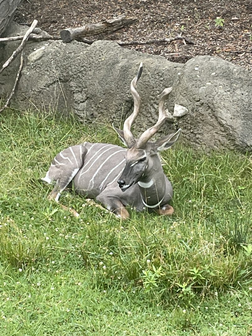 Hobbs the Male Lesser Kudu