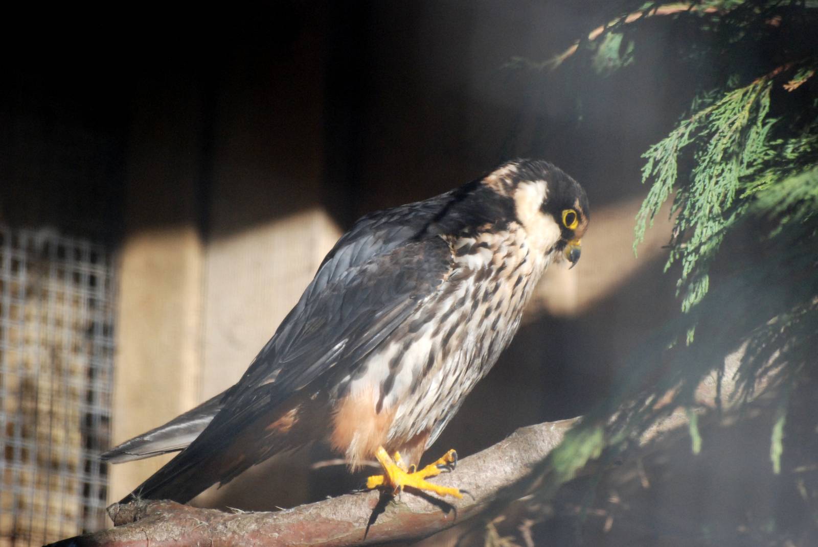 Hobby at Mablethorpe, 11/11/12