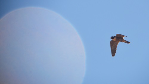 Hobby- or peregrine falcon?