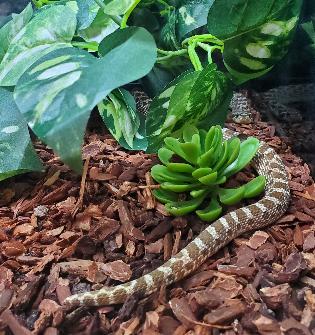 Hobe Sound Nature Center - Eastern Hognose Snake