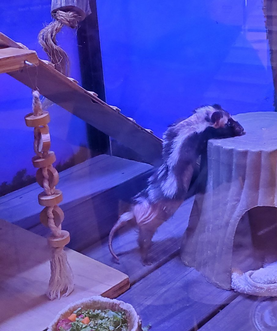 Hobe Sound Nature Center - Eastern Spotted Skunk