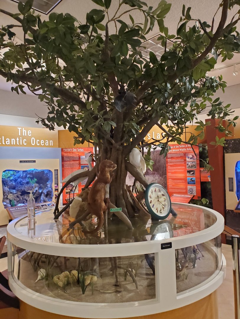 Hobe Sound Nature Center - Mangrove set