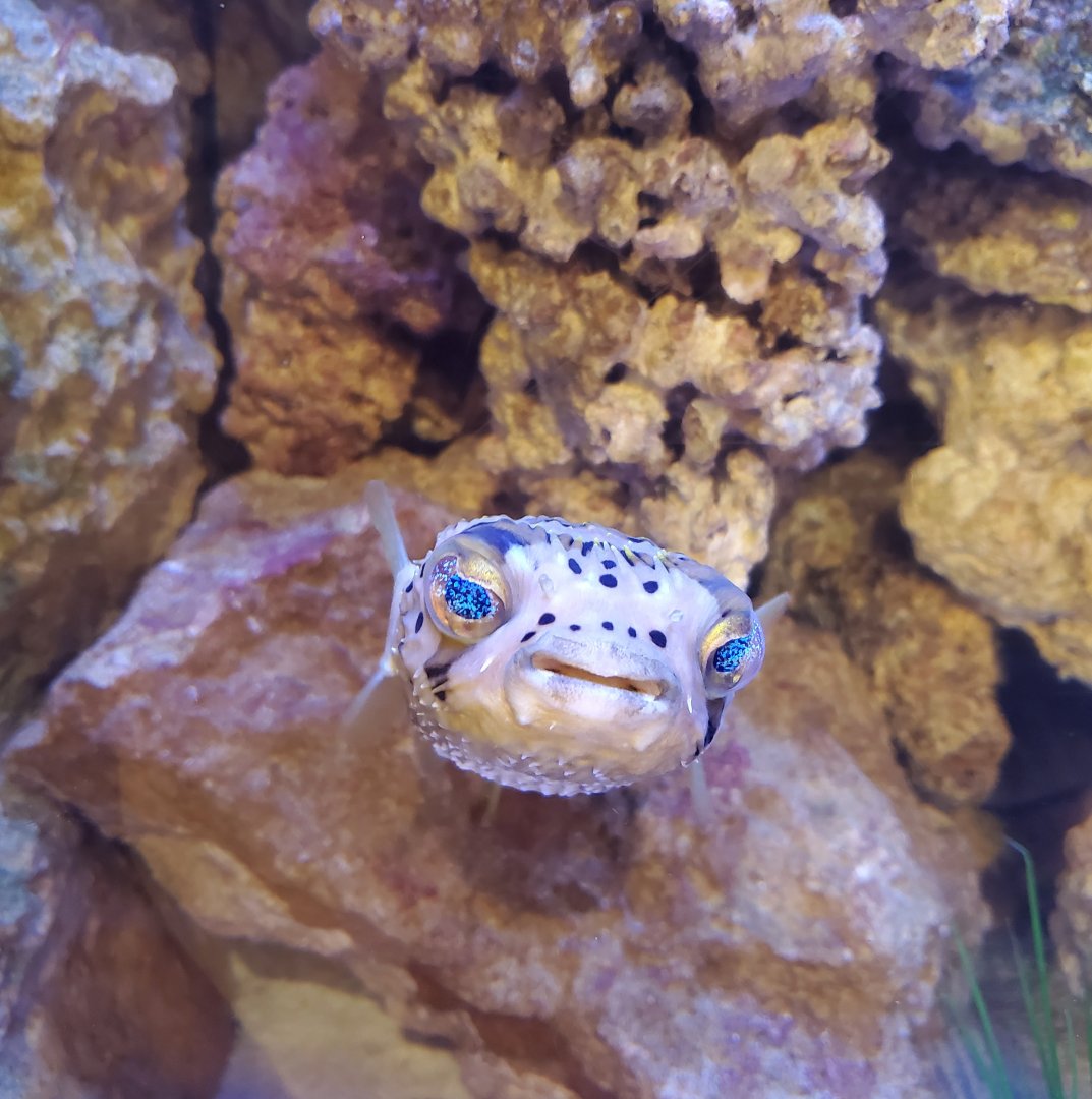 Hobe Sound Nature Center - Pufferfish