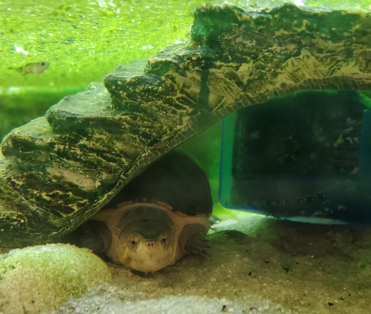 Hobe Sound Nature Center - Striped Mud Turtle
