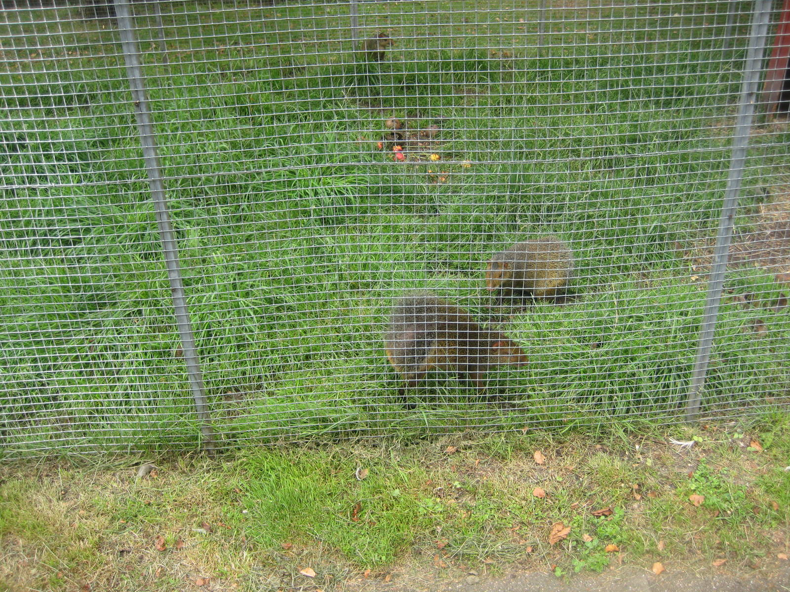 Hobro Mini Zoo - Agouti exhibit