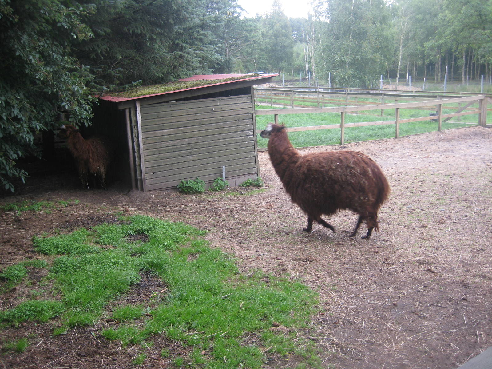 Hobro Mini Zoo - Alpaca exhibit