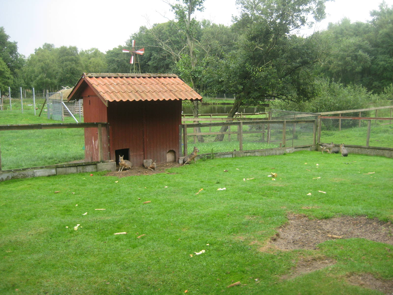 Hobro Mini Zoo - Cavy exhibit