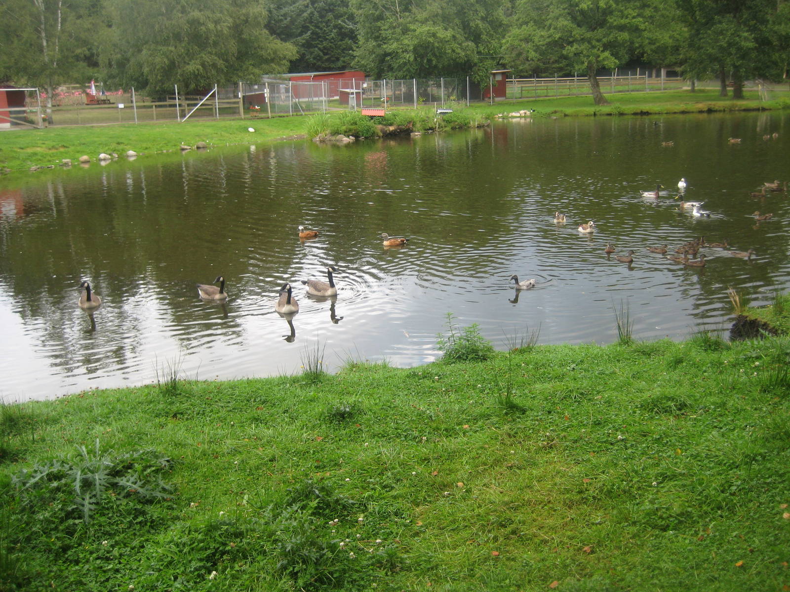 Hobro Mini Zoo - Central lake