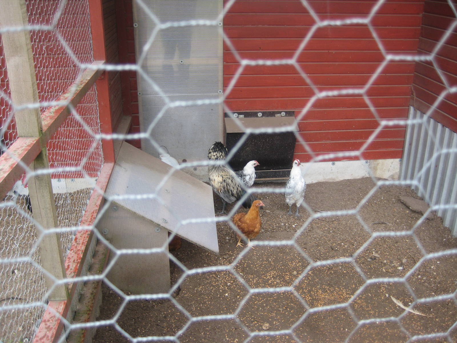 Hobro Mini Zoo - Chicken aviary