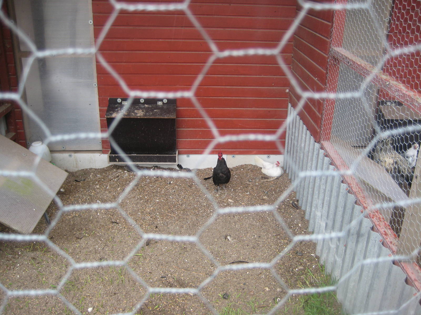 Hobro Mini Zoo - Chicken aviary