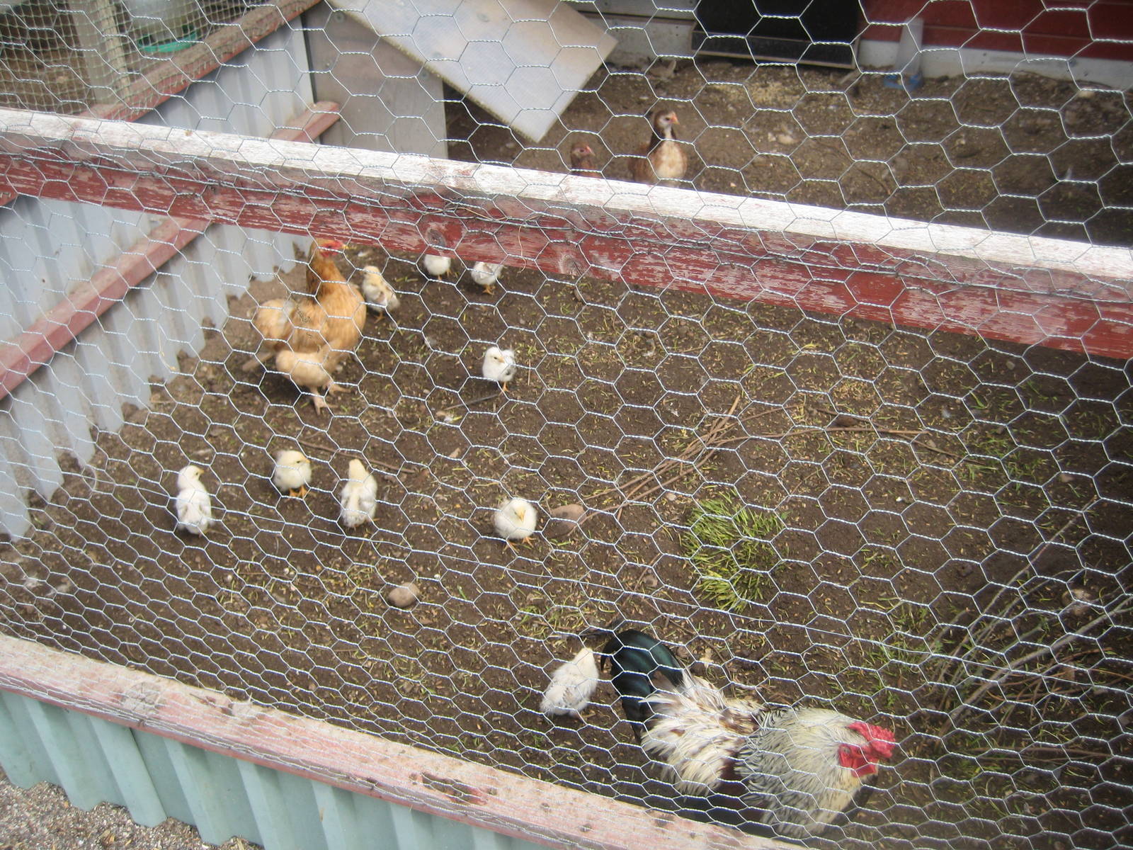Hobro Mini Zoo - Chicken aviary