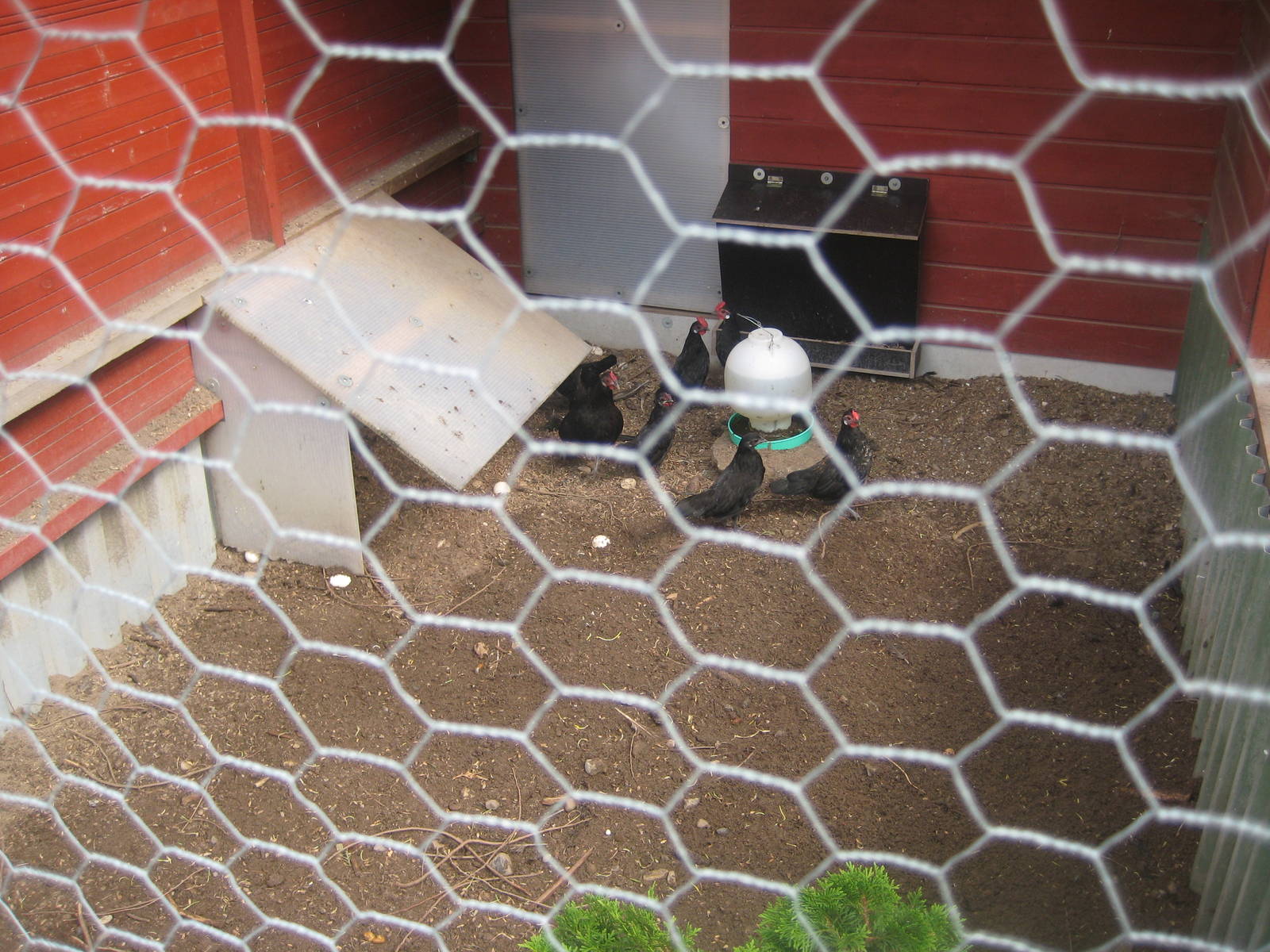 Hobro Mini Zoo - Chicken aviary