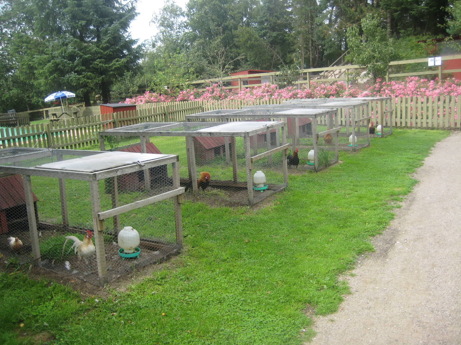 Hobro Mini Zoo - "Chicken garden"