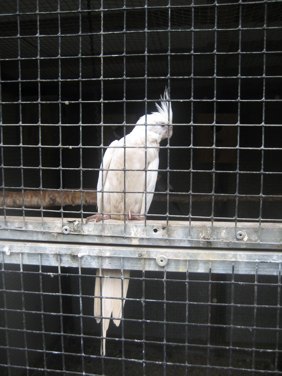 Hobro Mini Zoo - Cockatiel