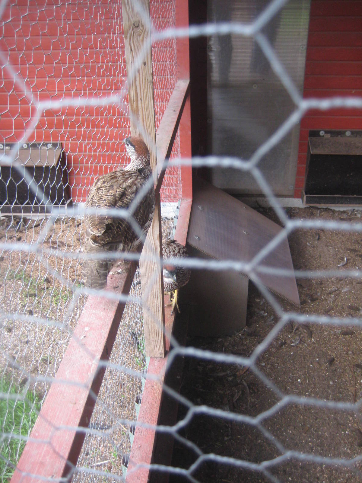 Hobro Mini Zoo - Coqui francolin