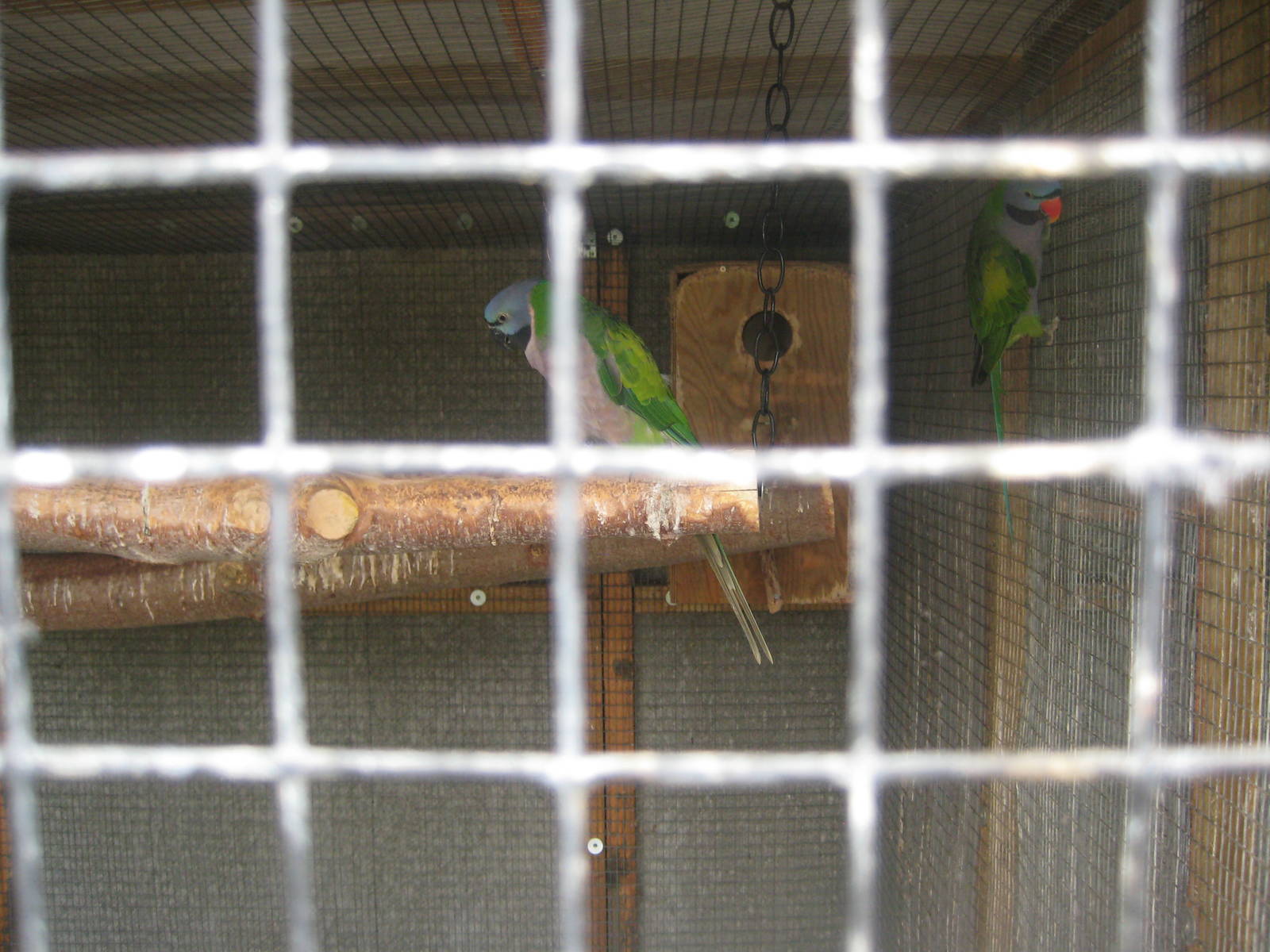 Hobro Mini Zoo - Derbyan parakeets