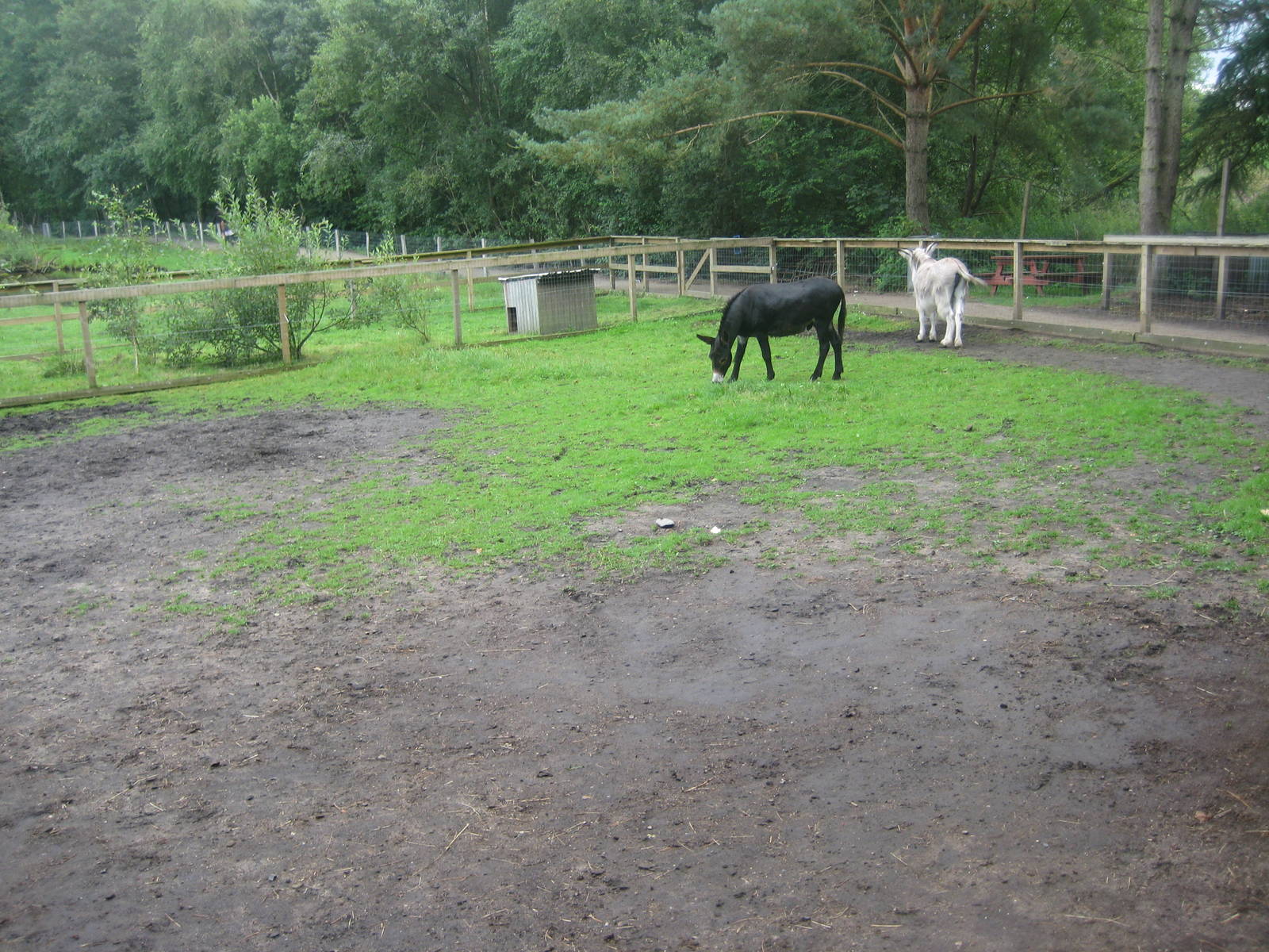 Hobro Mini Zoo - Donkey exhibit