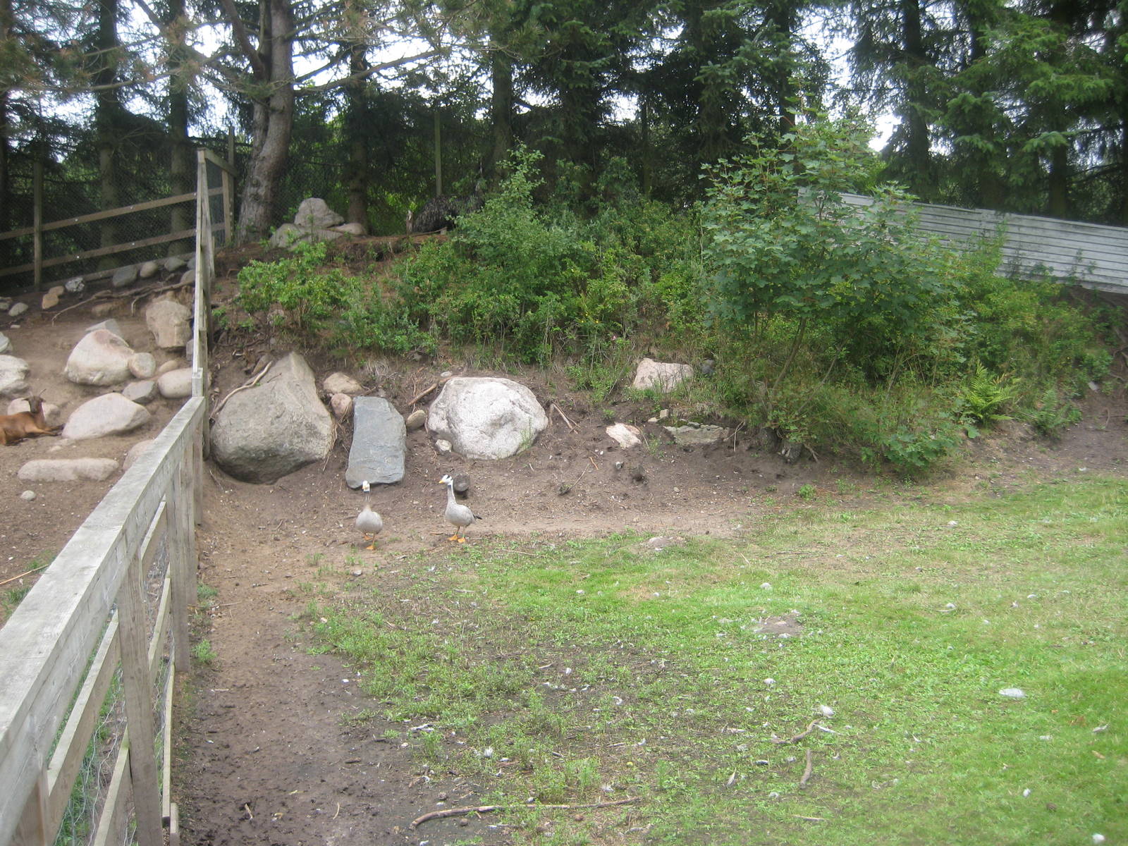 Hobro Mini Zoo - Emu/geese exhibit