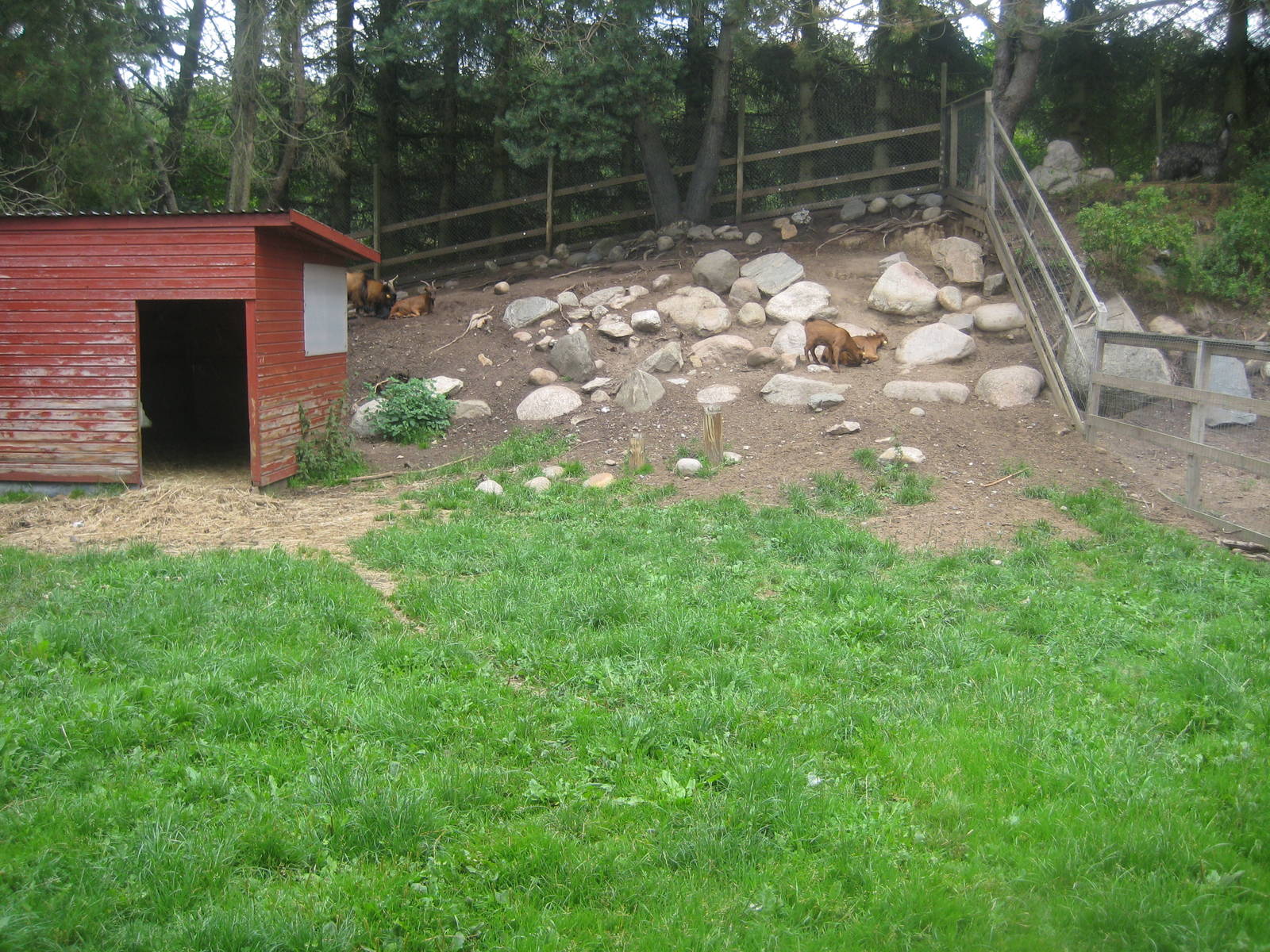 Hobro Mini Zoo - Goat exhibit