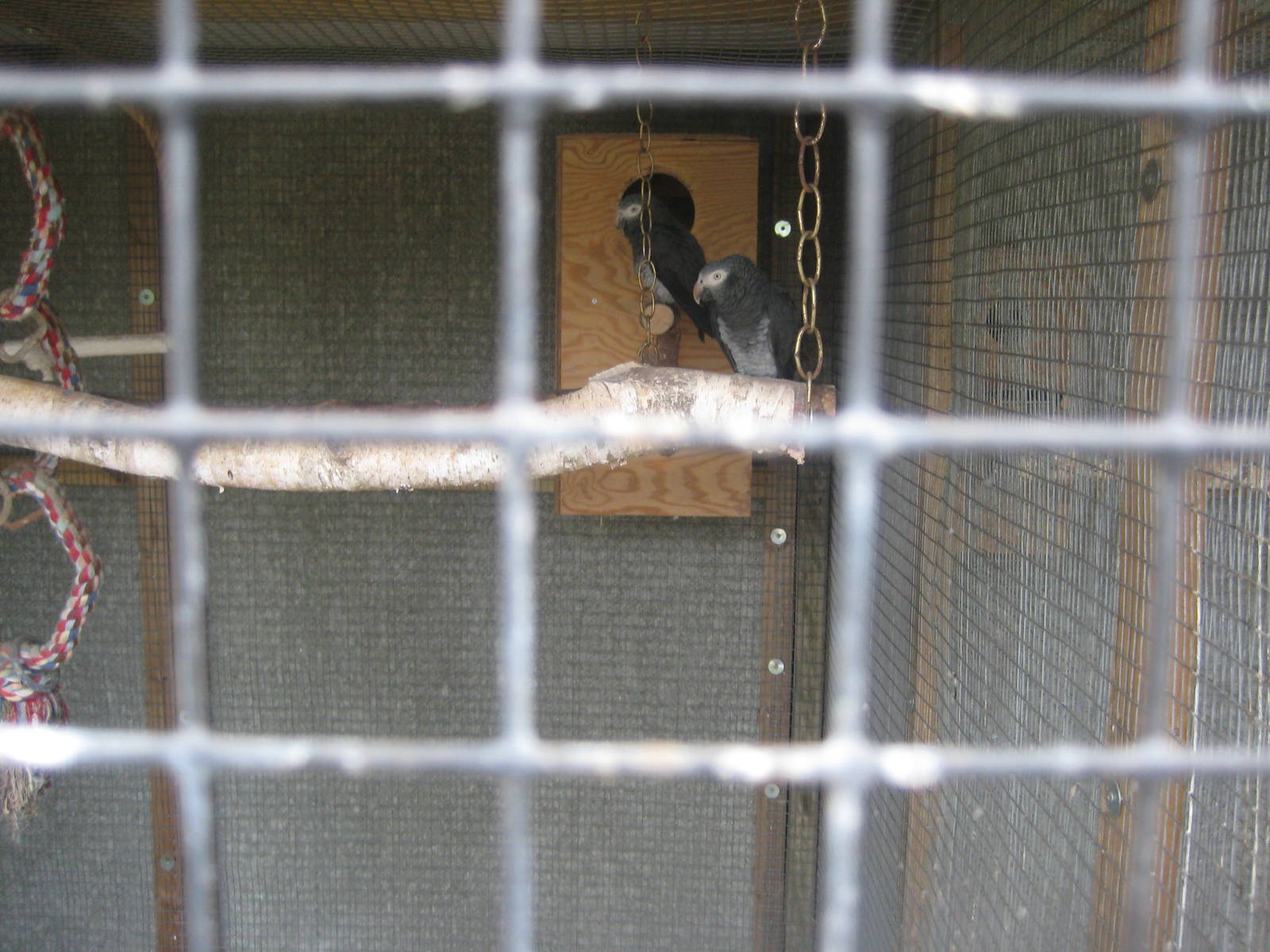 Hobro Mini Zoo - Grey parrots