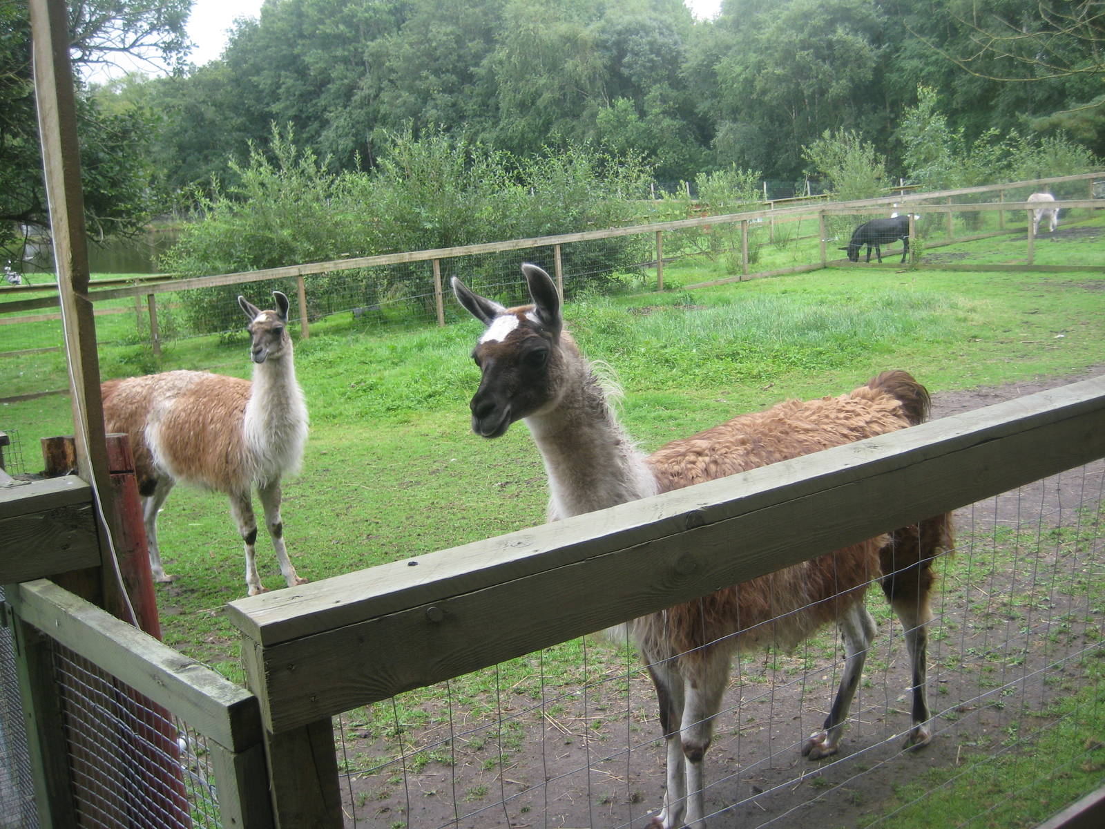 Hobro Mini Zoo - Llama exhibit