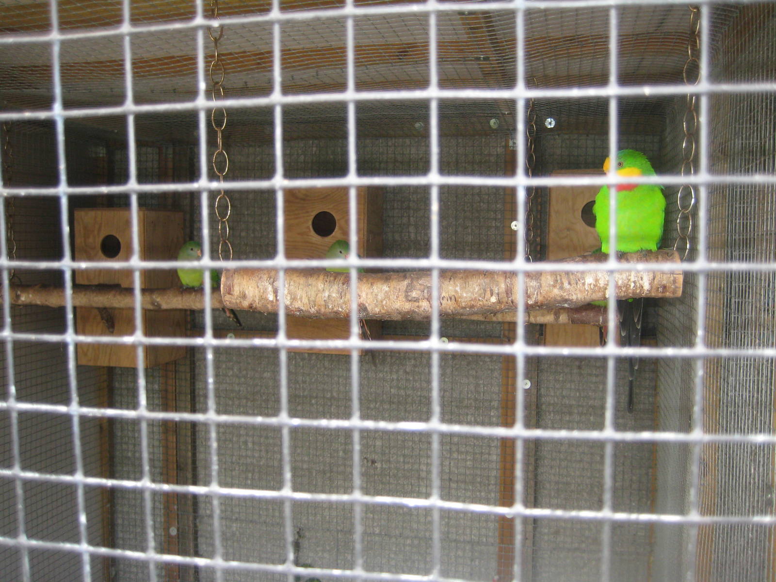 Hobro Mini Zoo - Parrot aviary