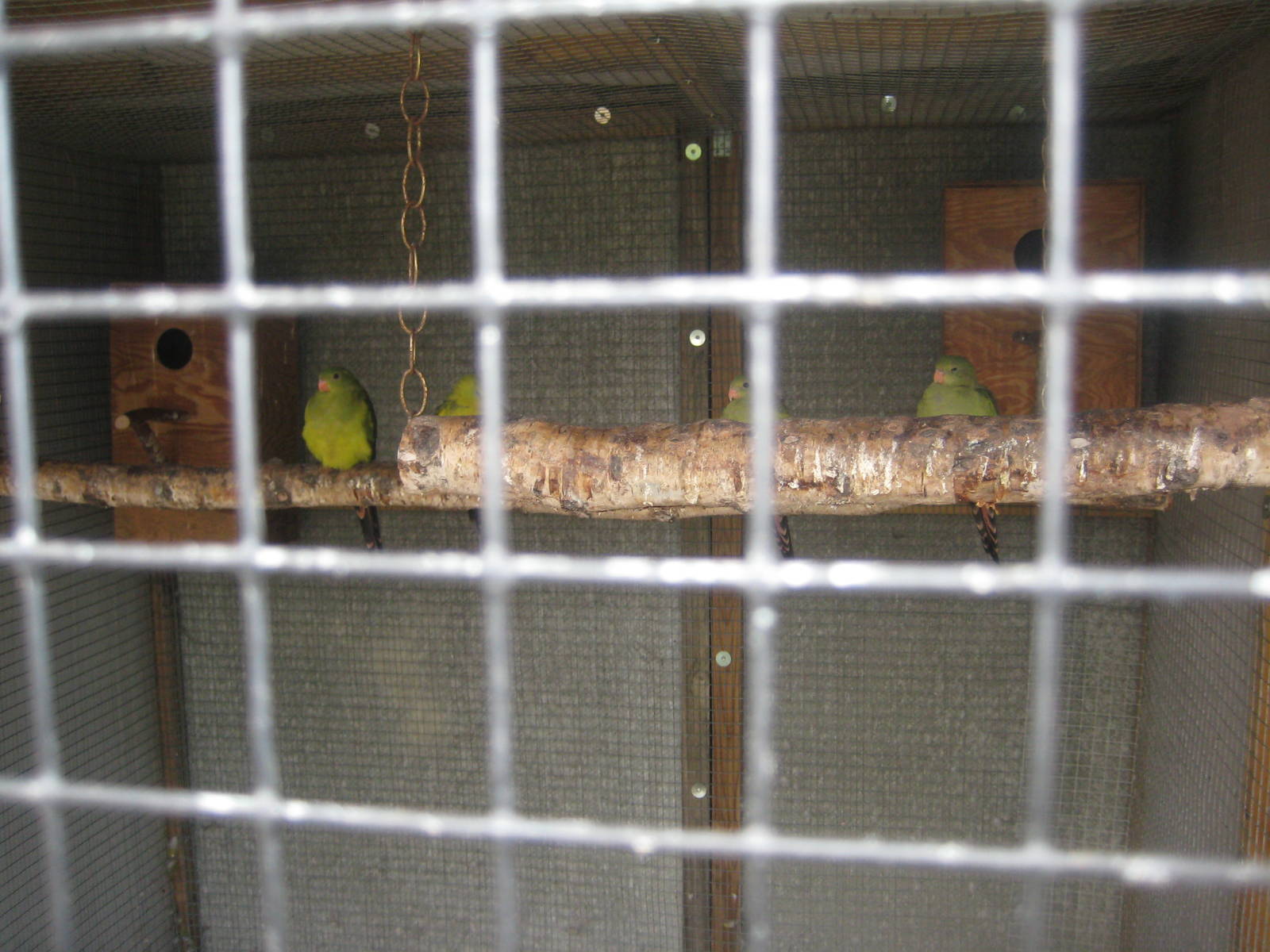 Hobro Mini Zoo - Parrot? aviary