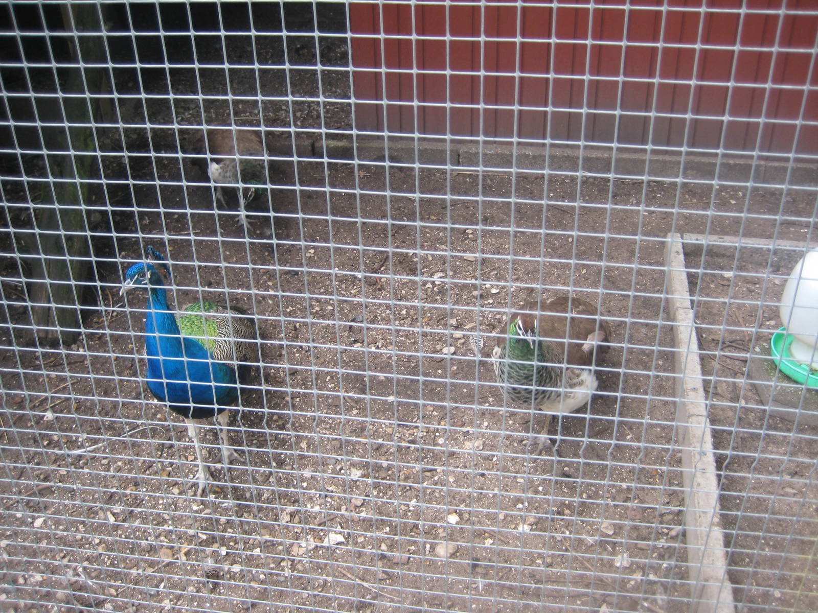 Hobro Mini Zoo - Peafowl