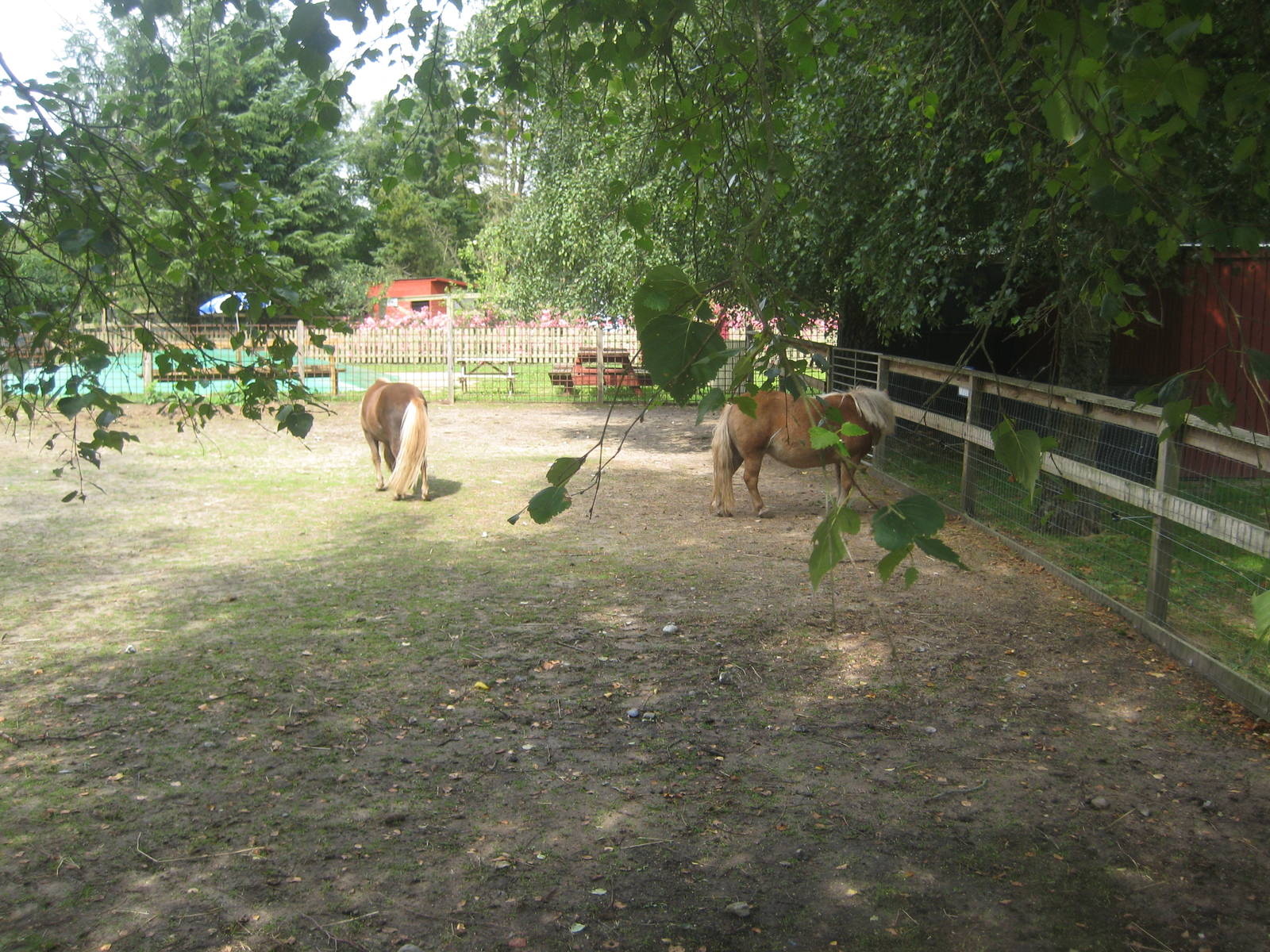Hobro Mini Zoo - Pony exhibit
