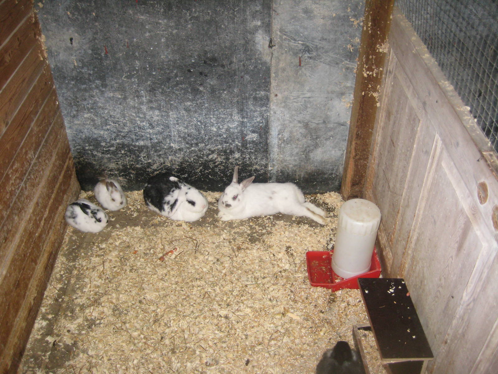 Hobro Mini Zoo - Rabbit exhibit