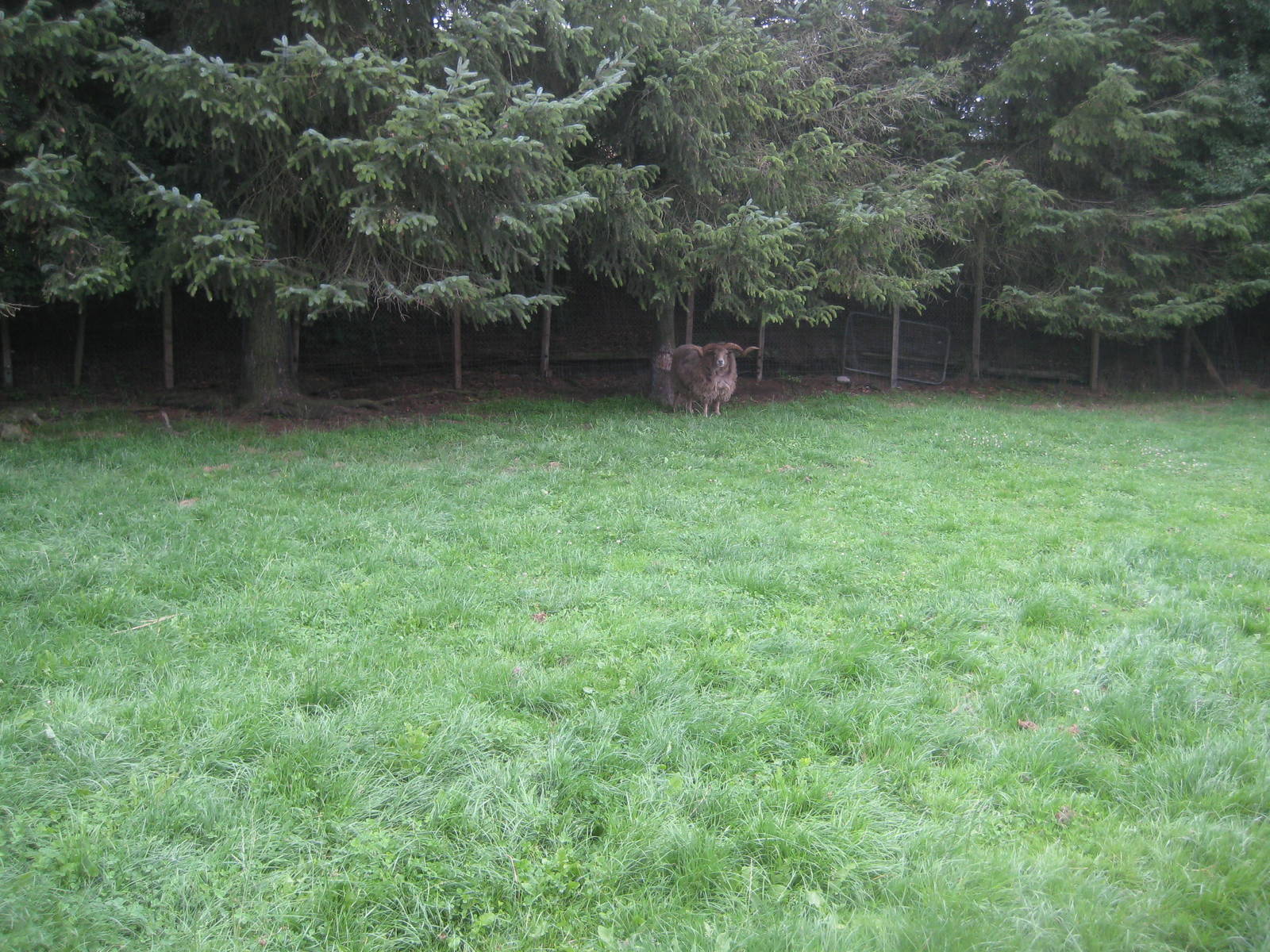 Hobro Mini Zoo - Sheep exhibit