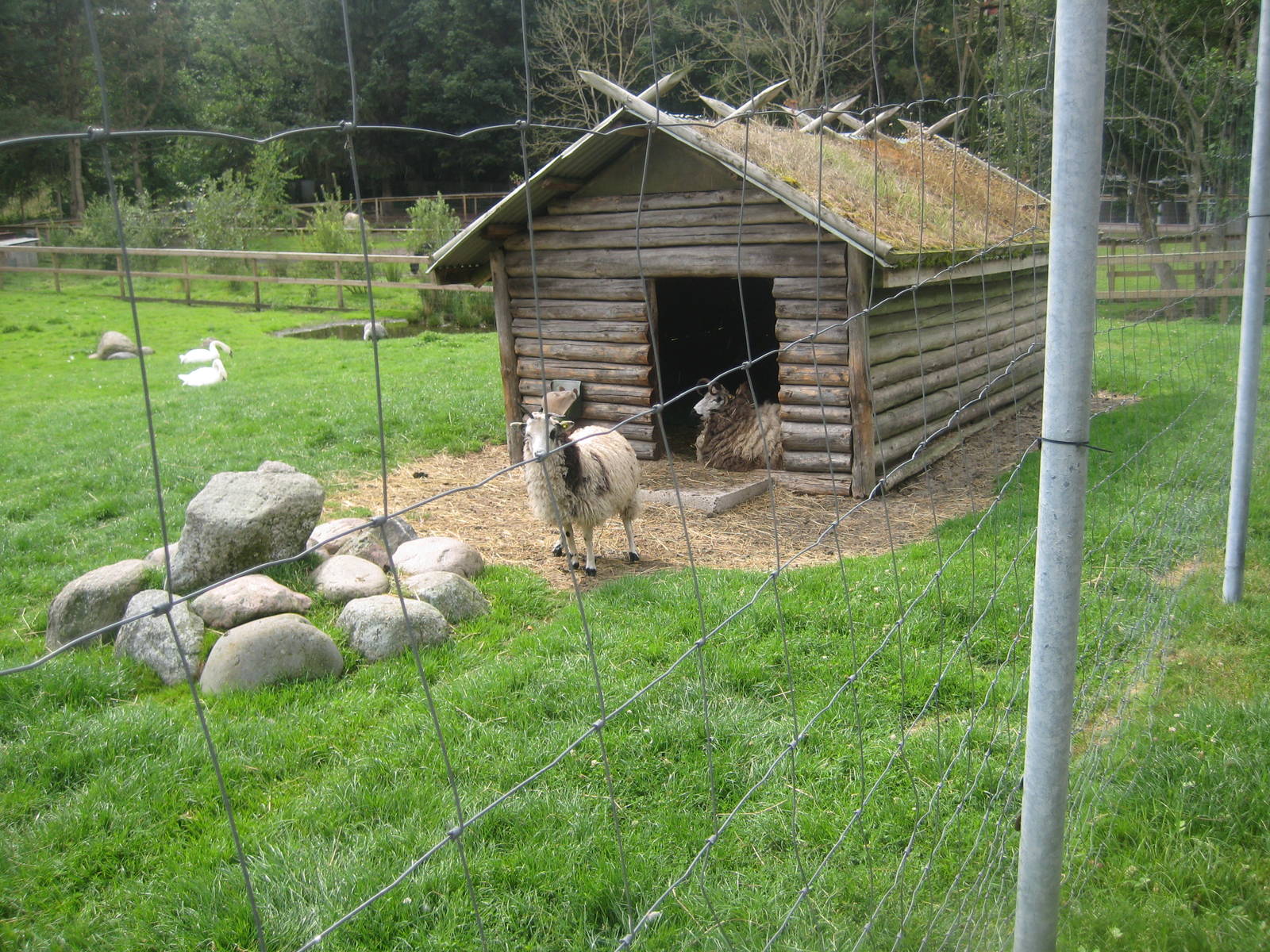 Hobro Mini Zoo - Sheep house