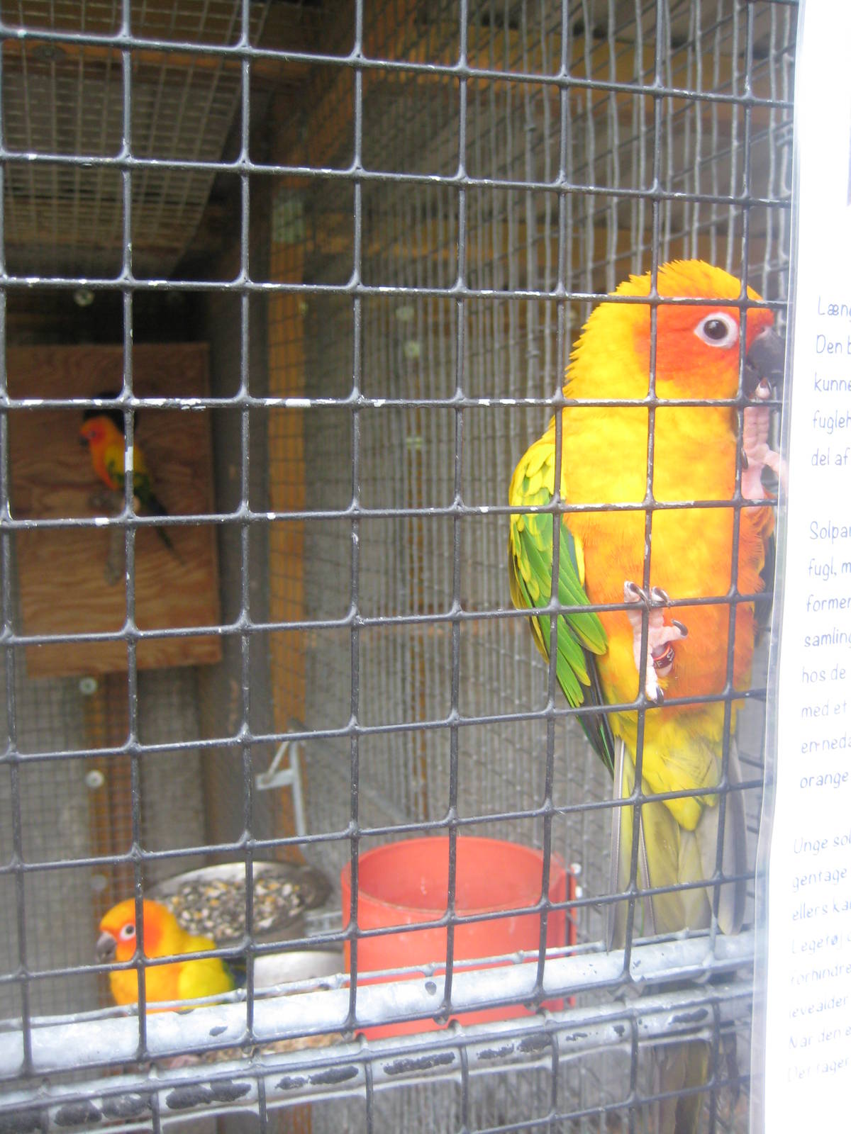 Hobro Mini Zoo -Sun parakeets
