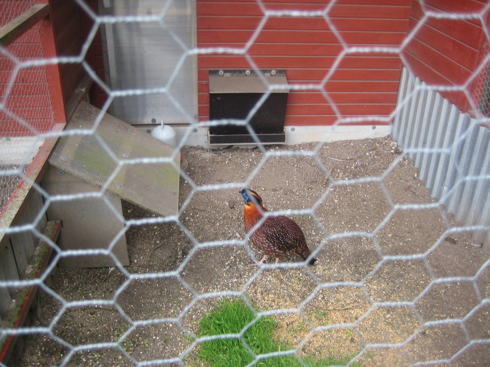 Hobro Mini Zoo - Tragopan aviary