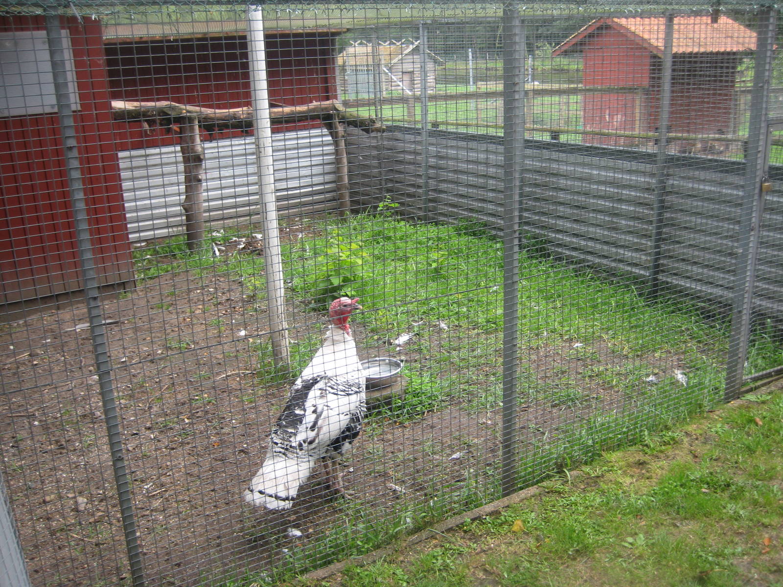 Hobro Mini Zoo - Turkey exhibit