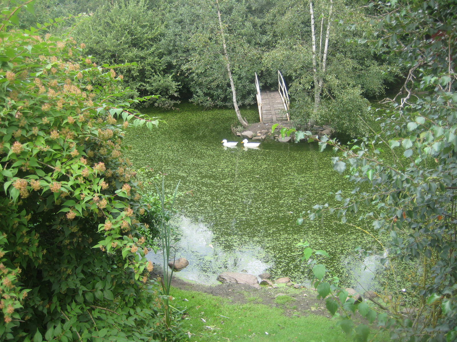 Hobro Mini Zoo - Waterfowl exhibit