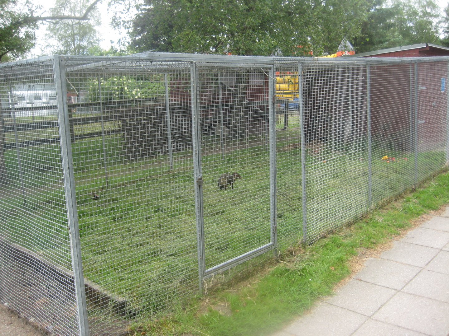 Hobro Minizoo - Agouti exhibit