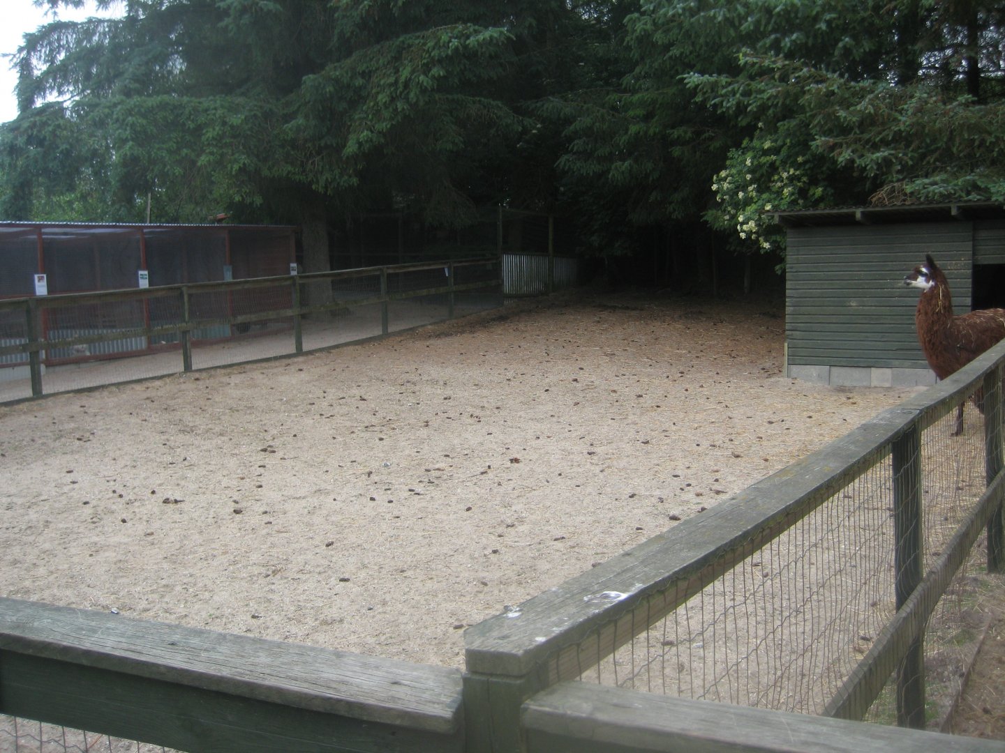 Hobro Minizoo - Alpaca exhibit