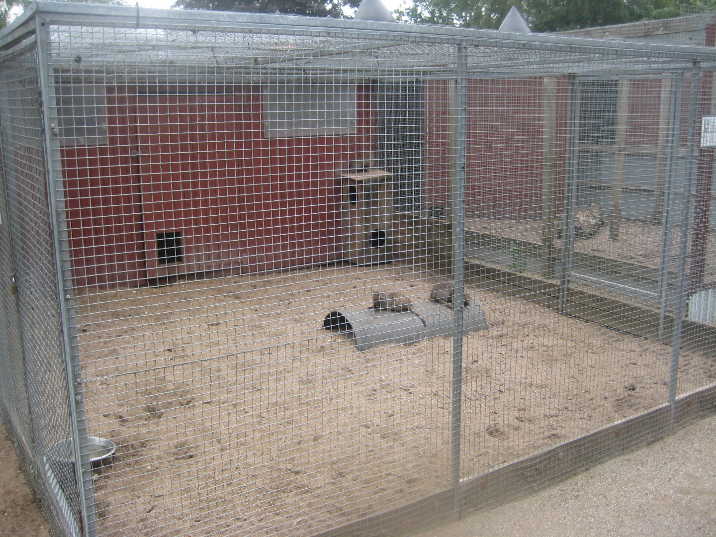 Hobro Minizoo - Banded mongoose exhibit