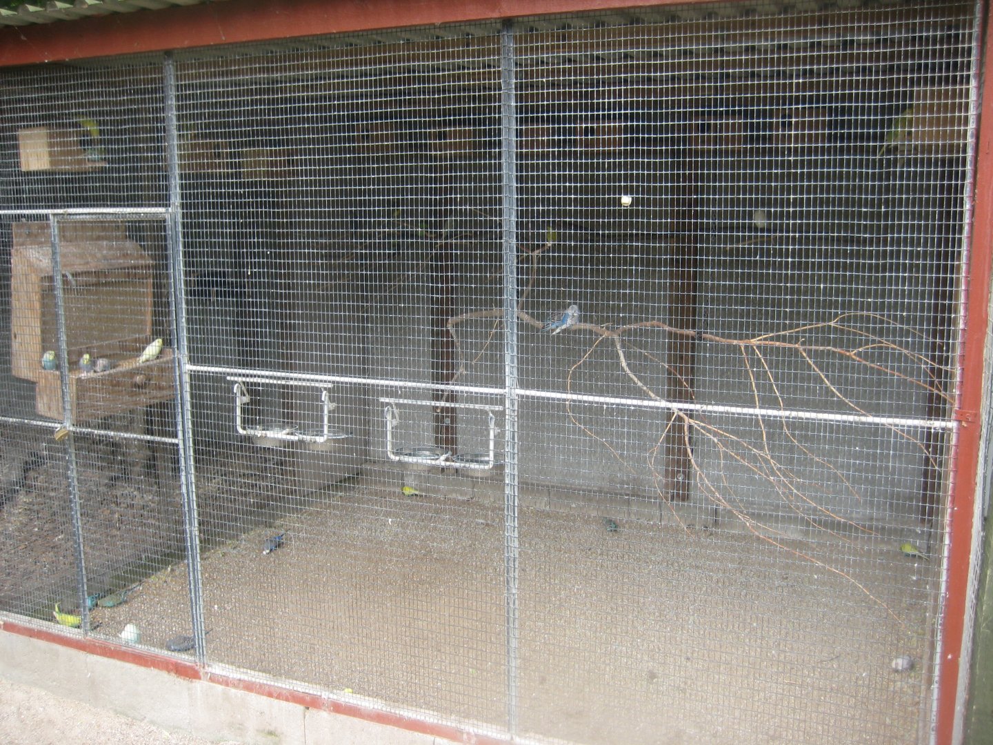 Hobro Minizoo - Budgerigar aviary