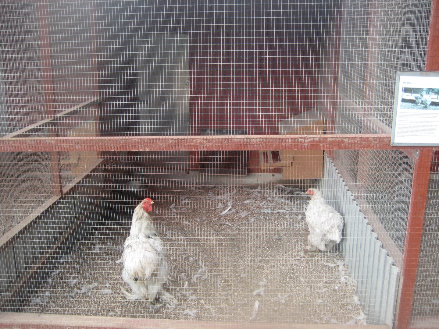 Hobro Minizoo - Chicken aviary #2