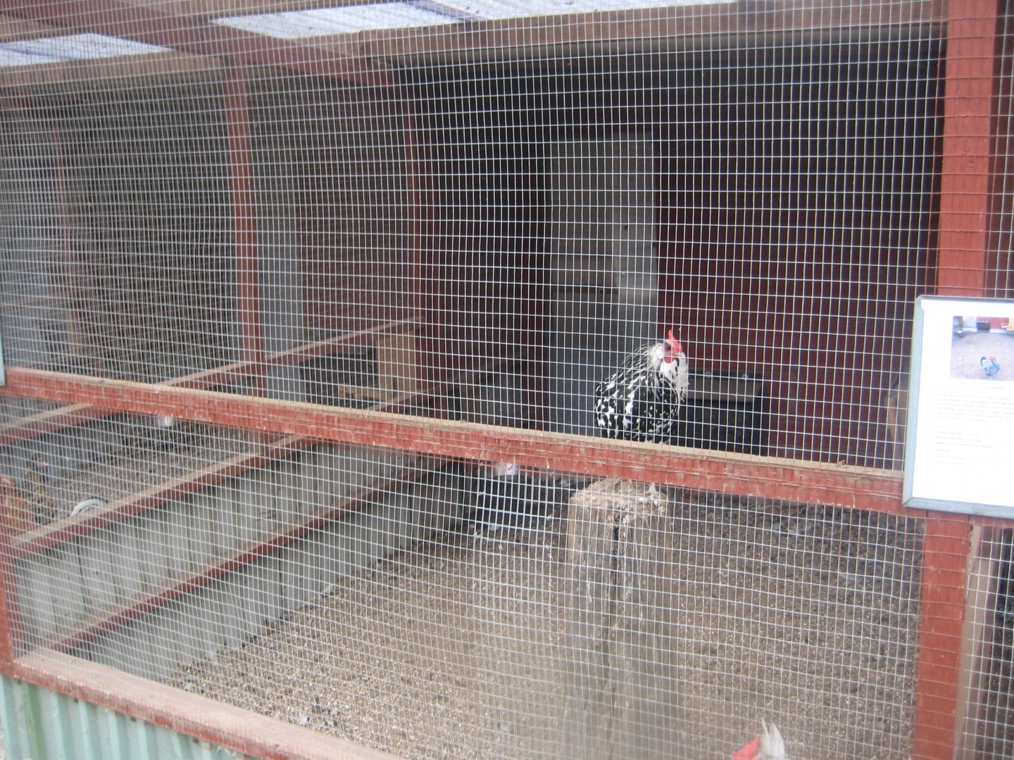 Hobro Minizoo - Chicken aviary #4