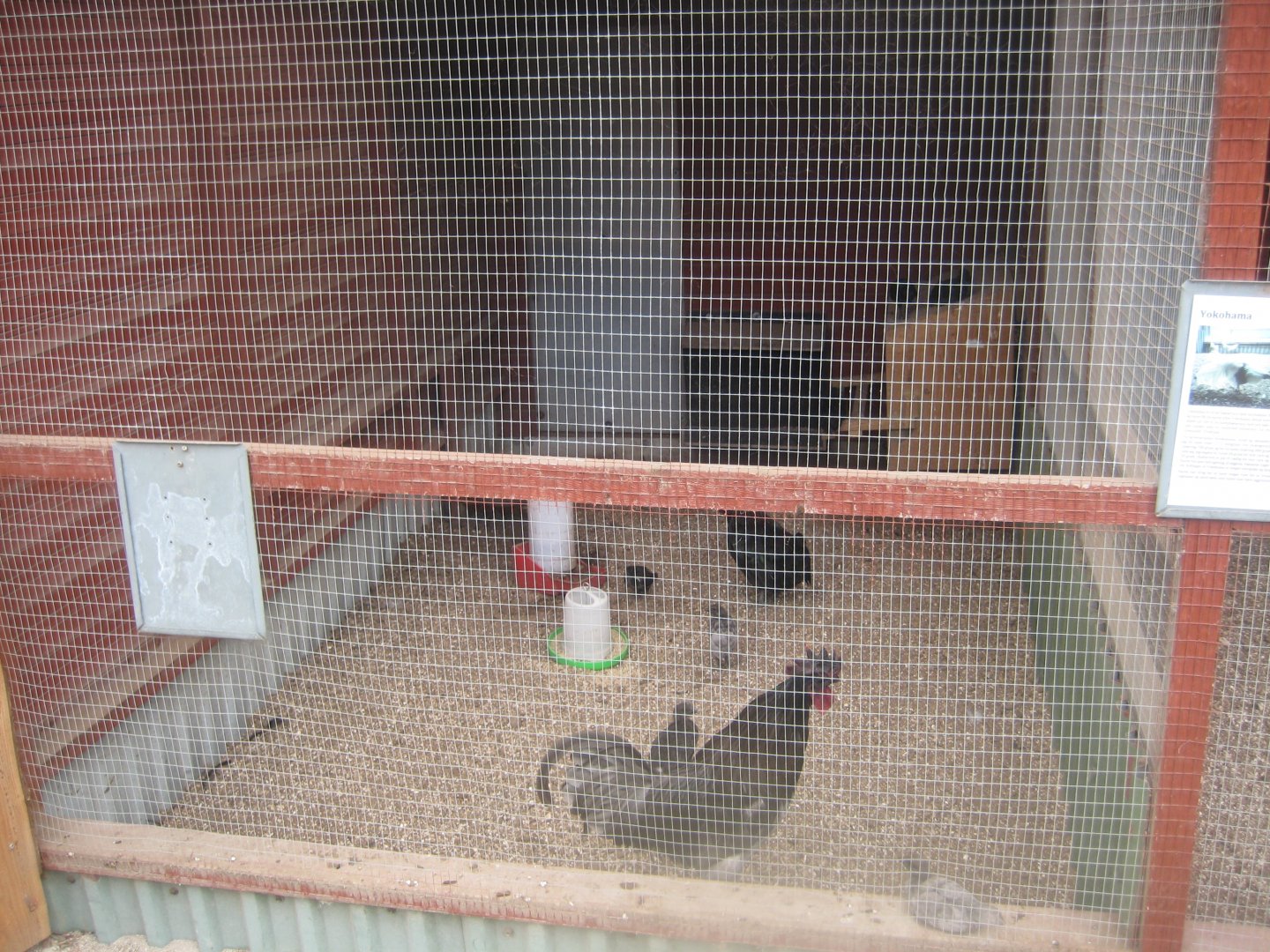 Hobro Minizoo - Chicken aviary #5